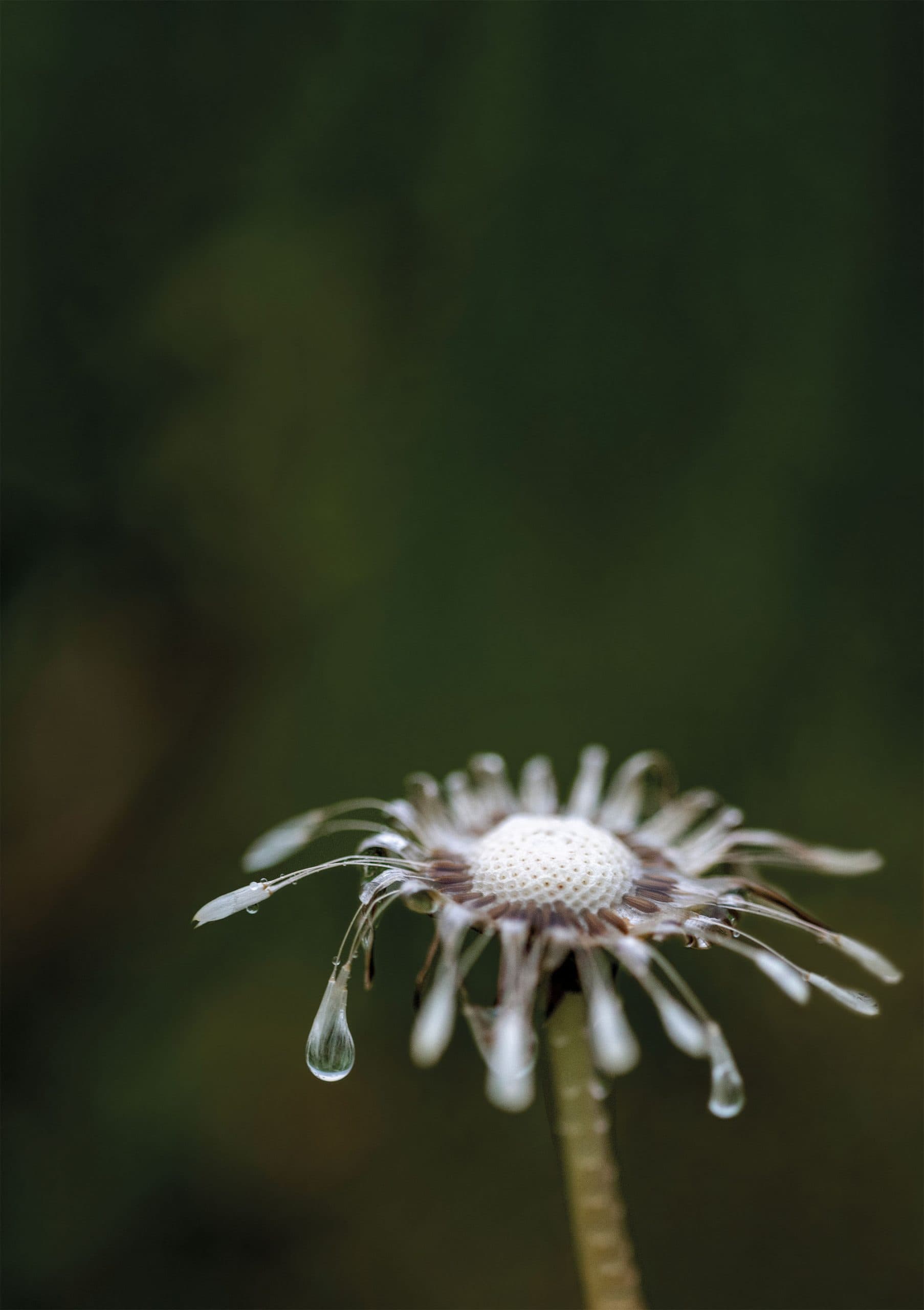 Memento Mori – Tränen der Natur Memento Mori – Tränen der Natur | Foto Bea Hinteregger